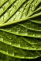 Gratis foto groene bladzenuwen van de close-up