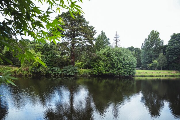 Groene bomen op de oever van het meer