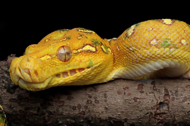 Groene boompython juveniele close-up op tak met zwarte achtergrond groene boompython morelia viridis