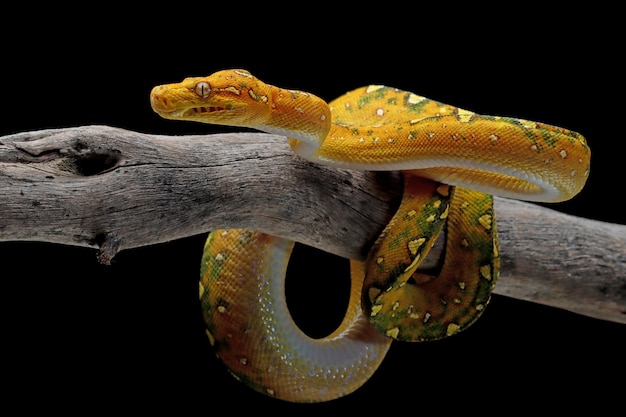 Groene boompython juveniele close-up op tak met zwarte achtergrond