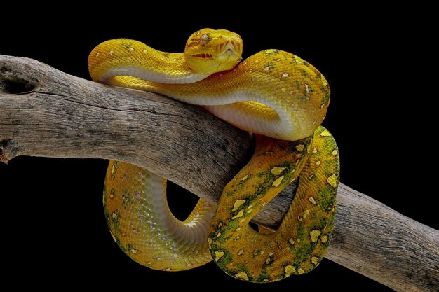 Groene boompython juveniele close-up op tak met zwarte achtergrond