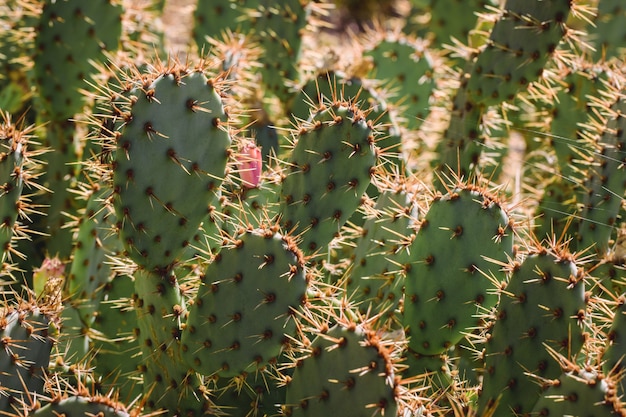 Groene cactus