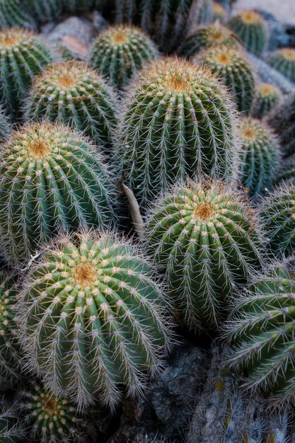 Groene cactusplant overdag