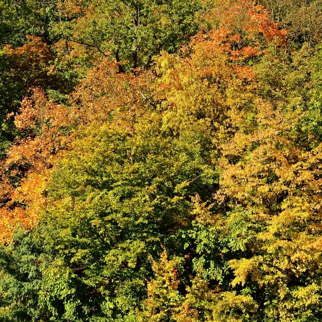 &quot;Groene en gele herfstbossen&quot;