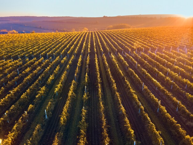 Groene en rode wijngaardrijen bij zonsondergang in Moldavië, gloeiende oranje zon