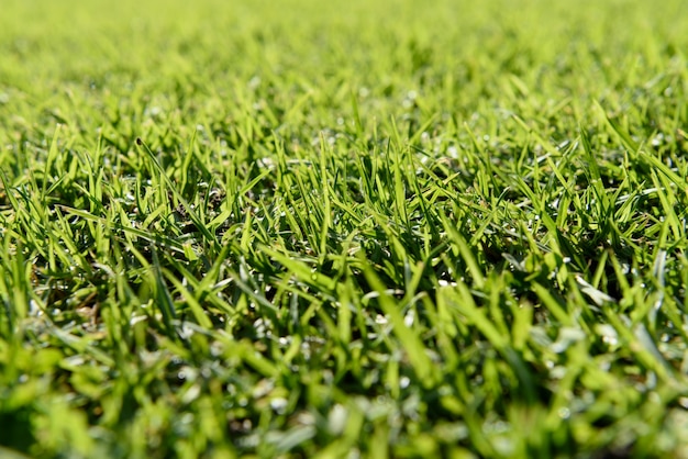 Gratis foto groene gras achtergrond