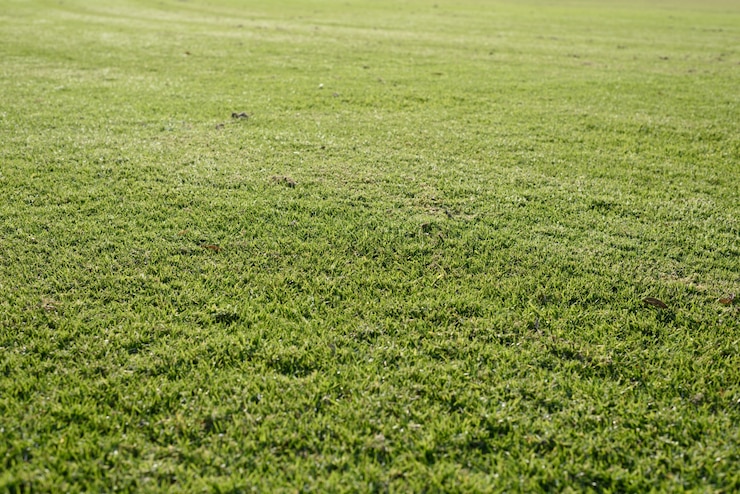 Gratis Foto groene grasachtergrond