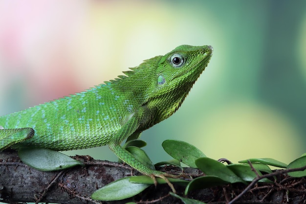 Groene hagedis op tak groene hagedis die op hout zonnebaadt