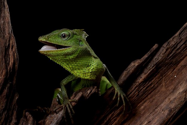 Groene hagedis op tak groene hagedis die op hout zonnebaadt