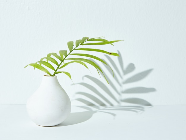 Groene kamerplant in een witte keramische vaas waarvan de schaduw op een wit oppervlak valt