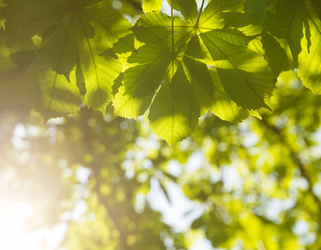 Groene kastanjebladeren