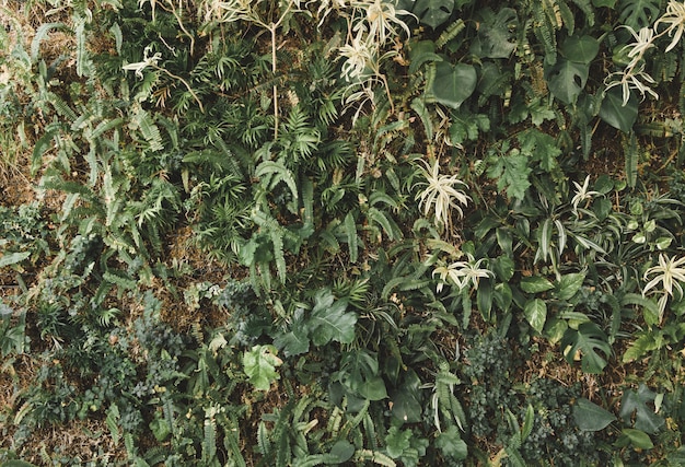 Groene klimplanten die op muur groeien