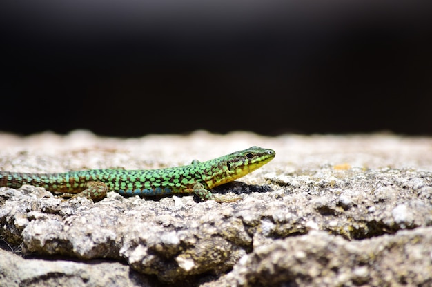 Groene mannelijke Maltese muurhagedis, Podarcis filfolensis maltensis, koesterend op een muur