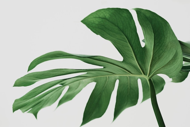 Gratis foto groene monstera-bladachtergrond met ontwerpruimte