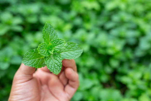 Groene muntblad handvat.