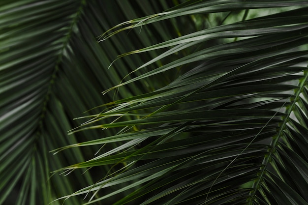 Gratis foto groene palmbladachtergrond
