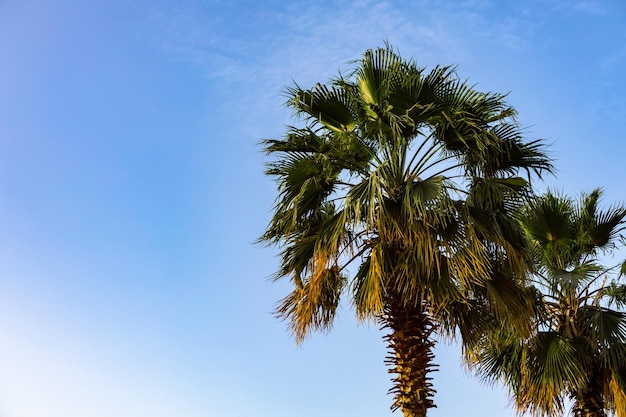 Groene palmboom op blauwe hemelachtergrond