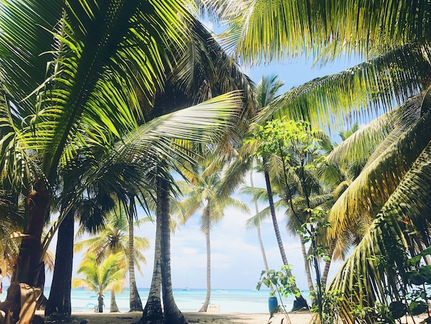 Groene palmen stijgen naar de hemel op het zonnige strand.