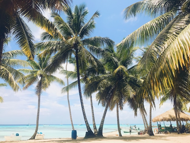 Groene palmen stijgen naar de lucht op het zonnige strand
