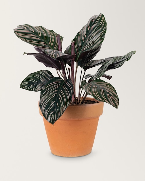 Groene plant in een terracotta pot woondecoratie object