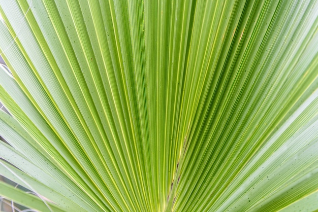 Groene plant laat de achtergrond achter