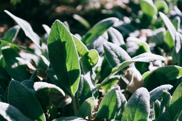 Groene plant laat de achtergrond achter