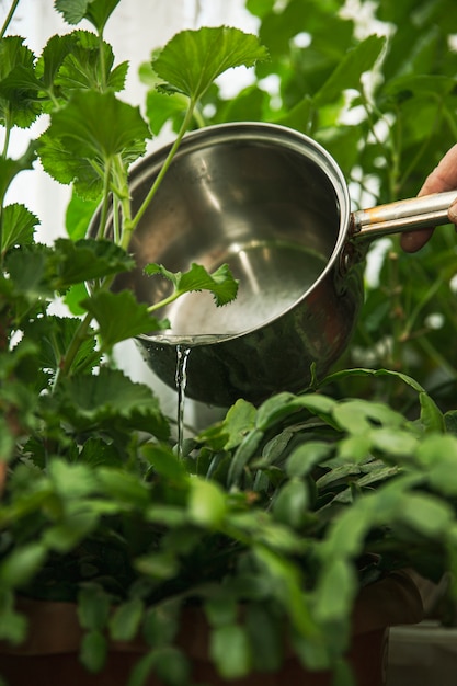 Groene plant water geven in de plantagezone