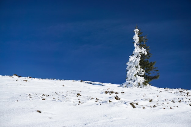 Groene sparren boom waarvan de helft bedekt met sneeuw