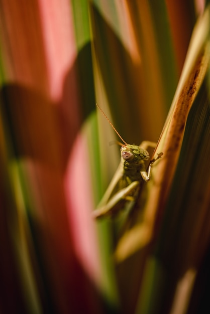 Groene sprinkhaan zat op bruine stengel in close-up overdag