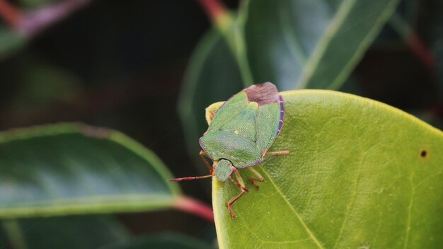 Groene stinkende bug