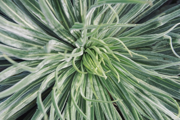 Groene succulente plant close-up