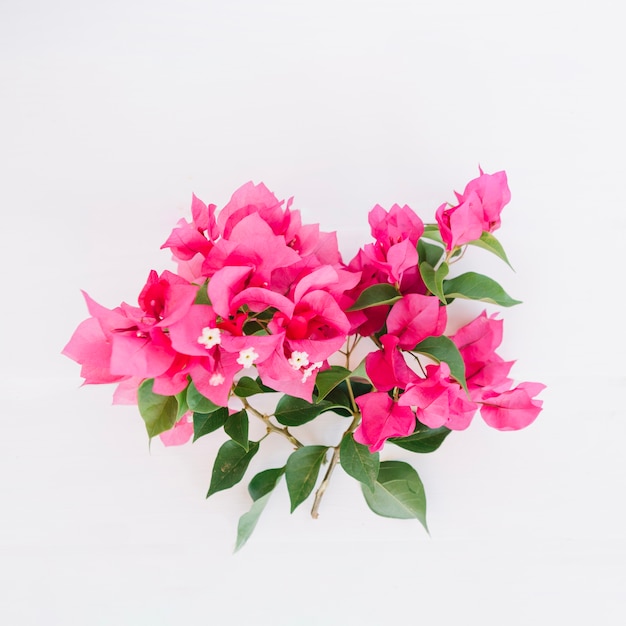 Groene tak met roze bloemen