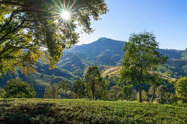 Groene theeaanplantingen op de heuveltop van Chiang Rai Province, de aard van de het landschapsmening van Thailand