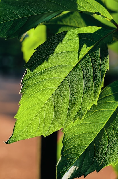 Gratis foto groene verse bladeren gloeien onder fel zonlicht, close-up, selectieve focus. natuurlijke achtergrond