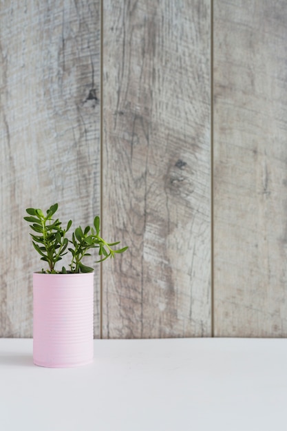 Groene verse planten in de roze container op wit bureau tegen houten plank