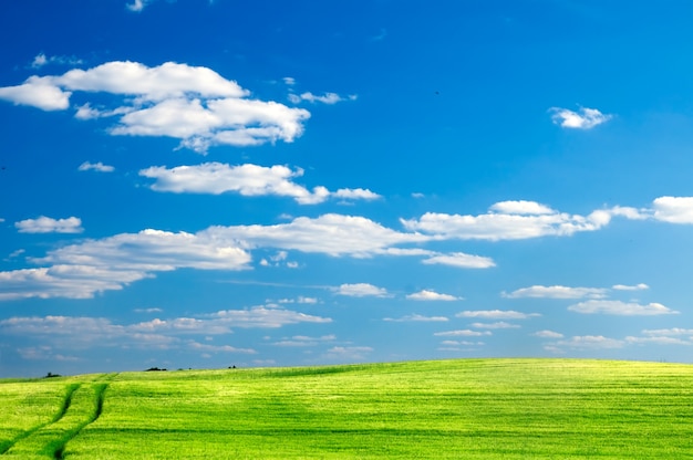 Gratis foto groene weide op een zonnige dag