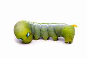 Gratis foto groene worm