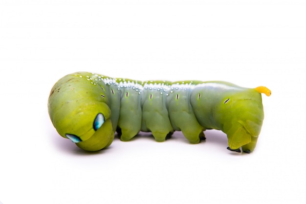 Groene worm