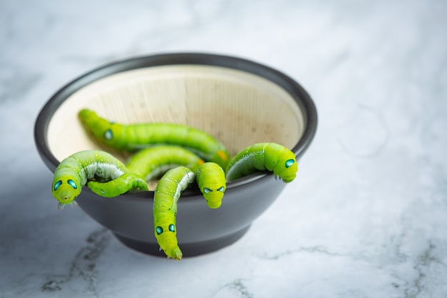 Gratis foto groene wormen in zwarte kleine kom