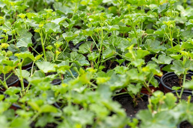 Groene zaailing close-up