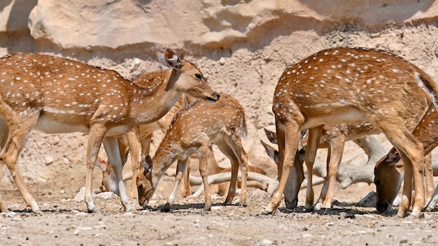 Groep bevlekte herten in dierentuin