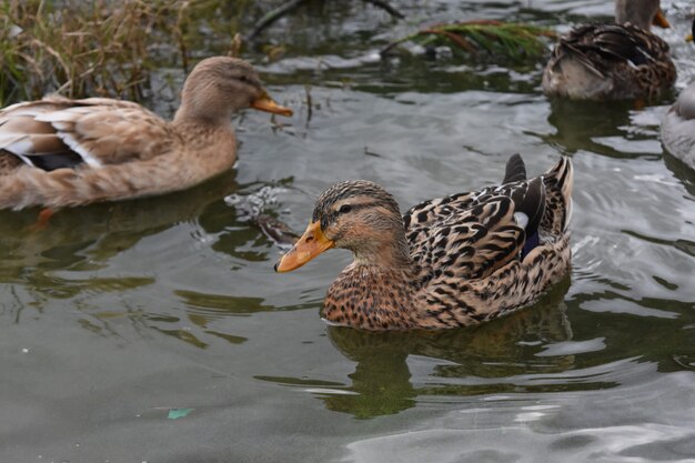 Groep eenden die rondzwemmen in ondiepe meerwateren.