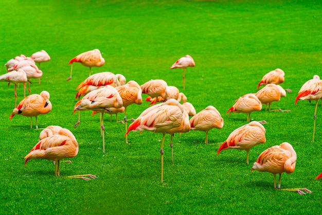 Gratis foto groep mooie flamingo's die op het gras in het park slapen