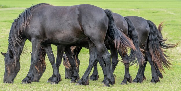 Groep paarden met dezelfde graashouding synchroon bewegend in een weiland