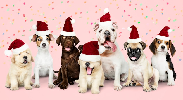 Groep puppy die Kerstmishoeden dragen