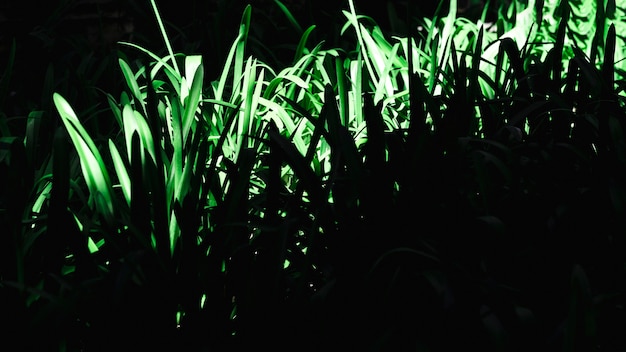 Gratis foto groep van tropische groene bladeren