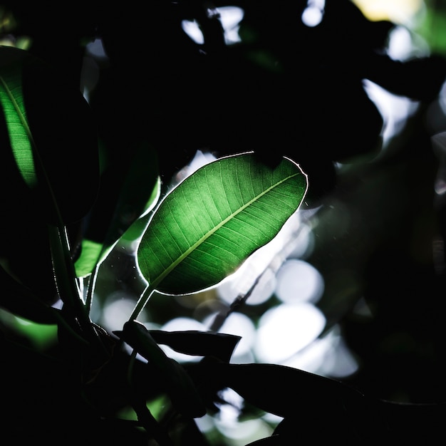 Gratis foto groep van tropische groene bladeren