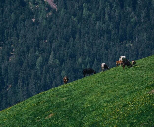 Groep vee grazen op een weelderige groene veld