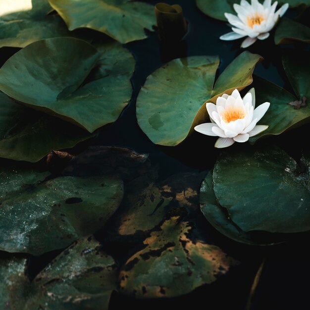 Groep water lelies en witte bloemen