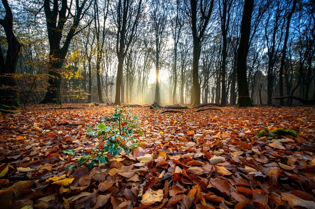 Grond bedekt met droge bladeren omgeven door bomen onder het zonlicht in een bos in de herfst